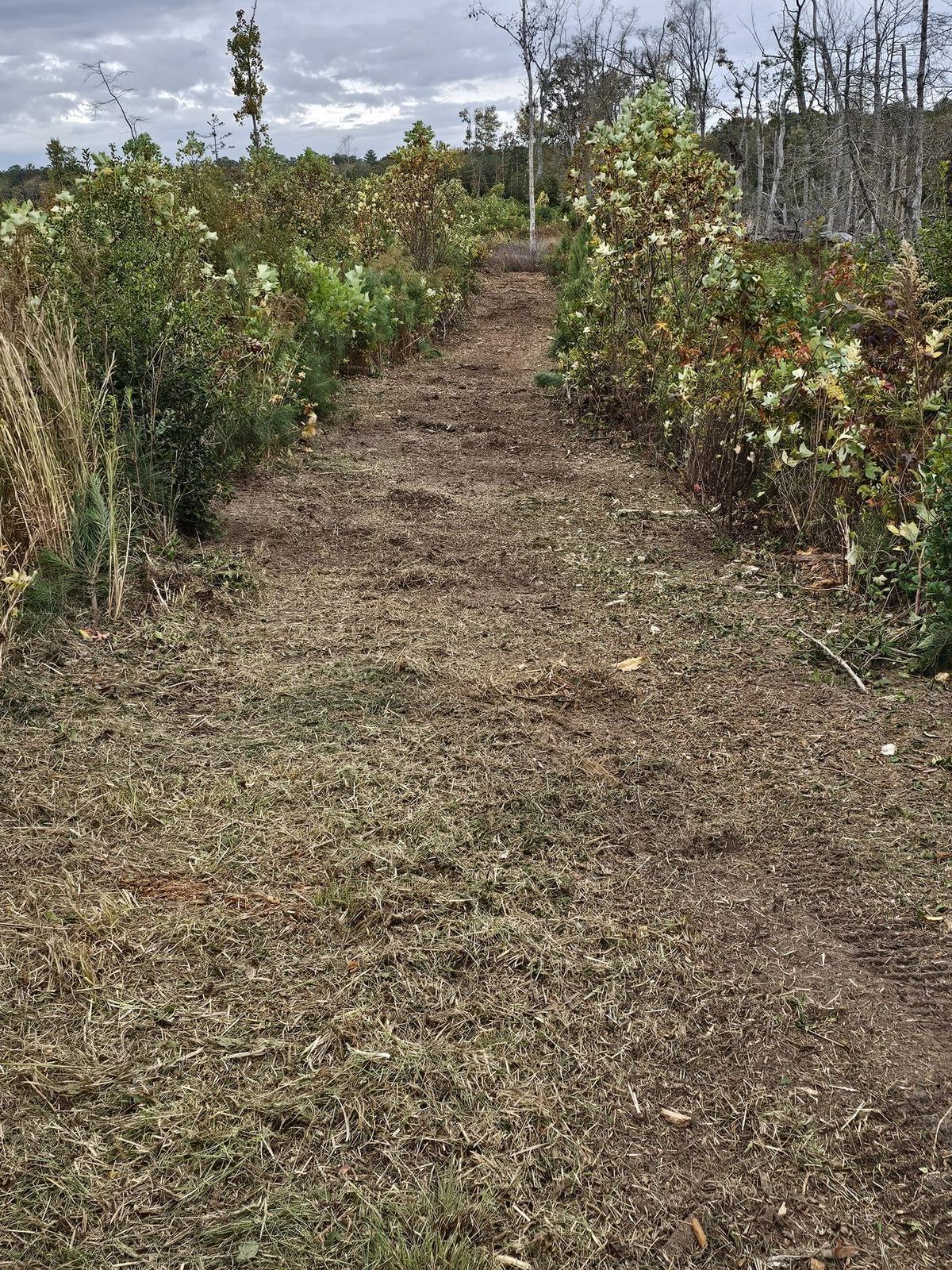 Forestry mulched access trail around a property in the Northern Neck of Virginia