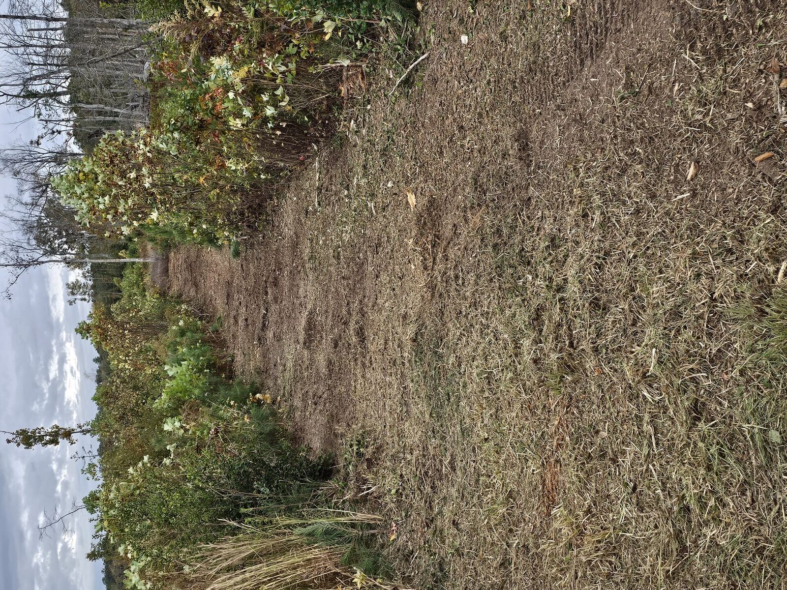 Forestry mulching near waterfront marsh in the Northern Neck of Virginia