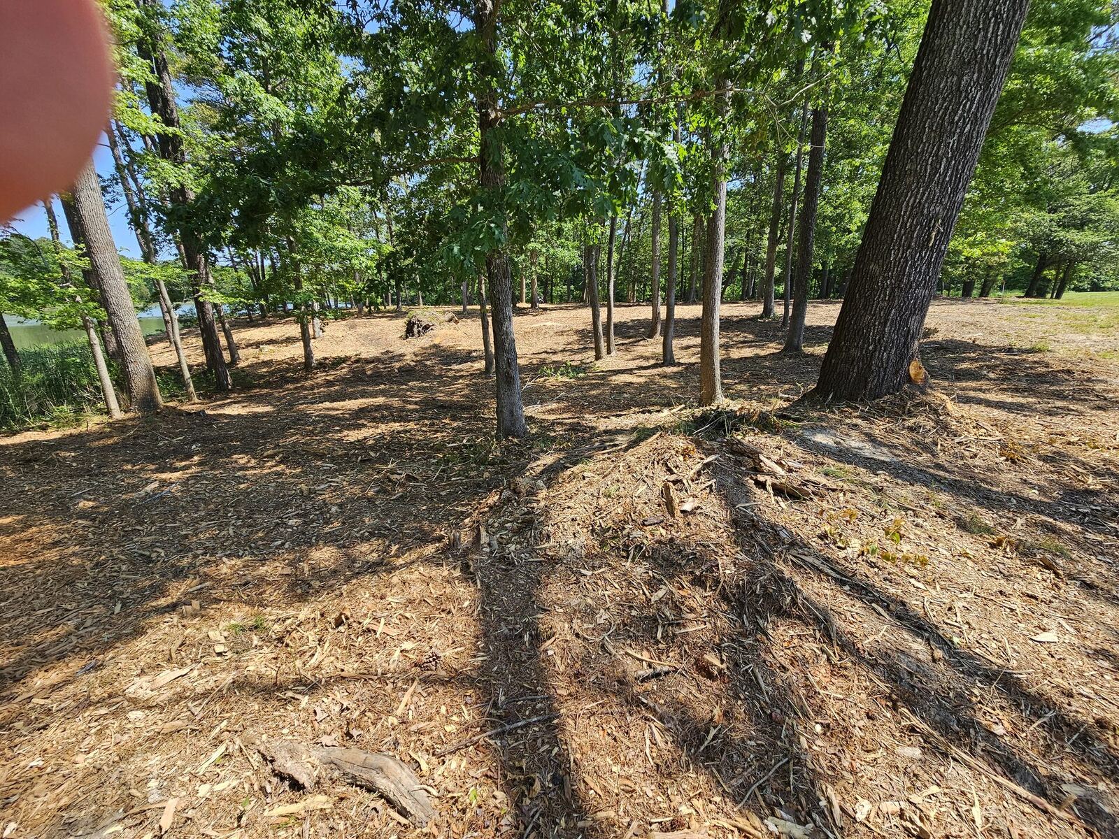 Forestry mulching with mature pine trees preserved on a Northern Neck Virginia property