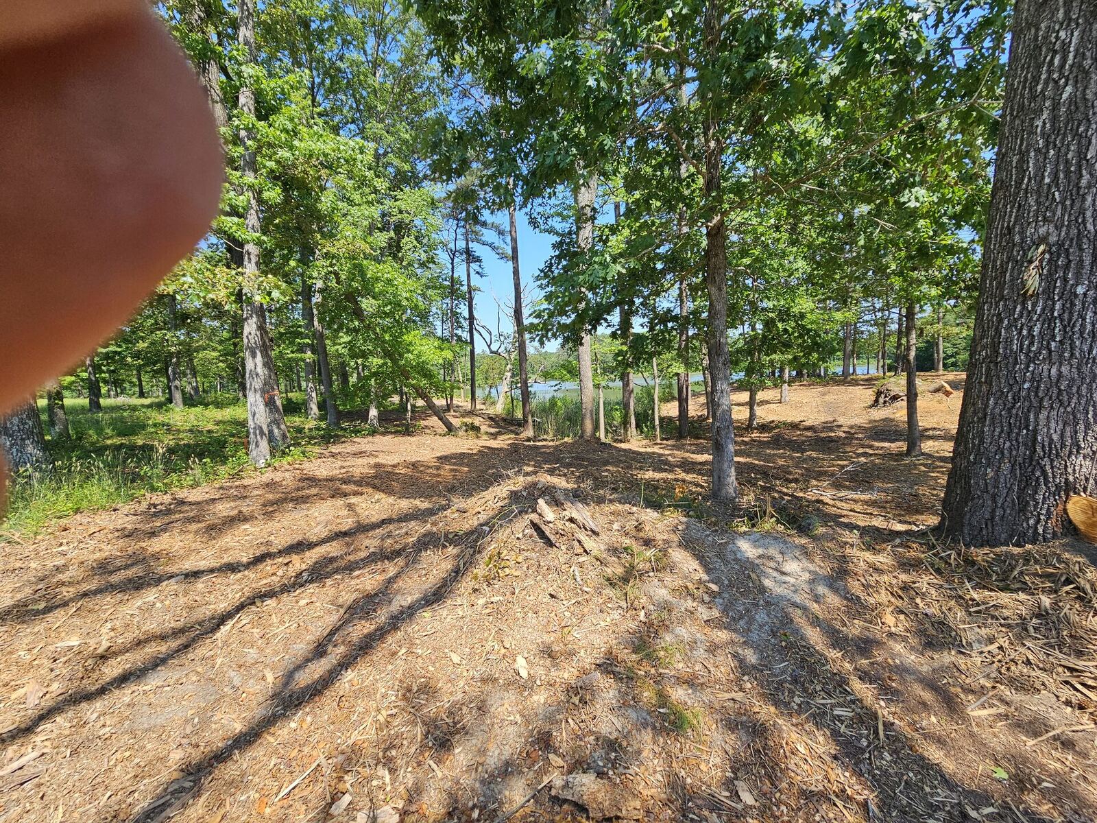 Selective forestry mulching clearing understory while keeping mature trees