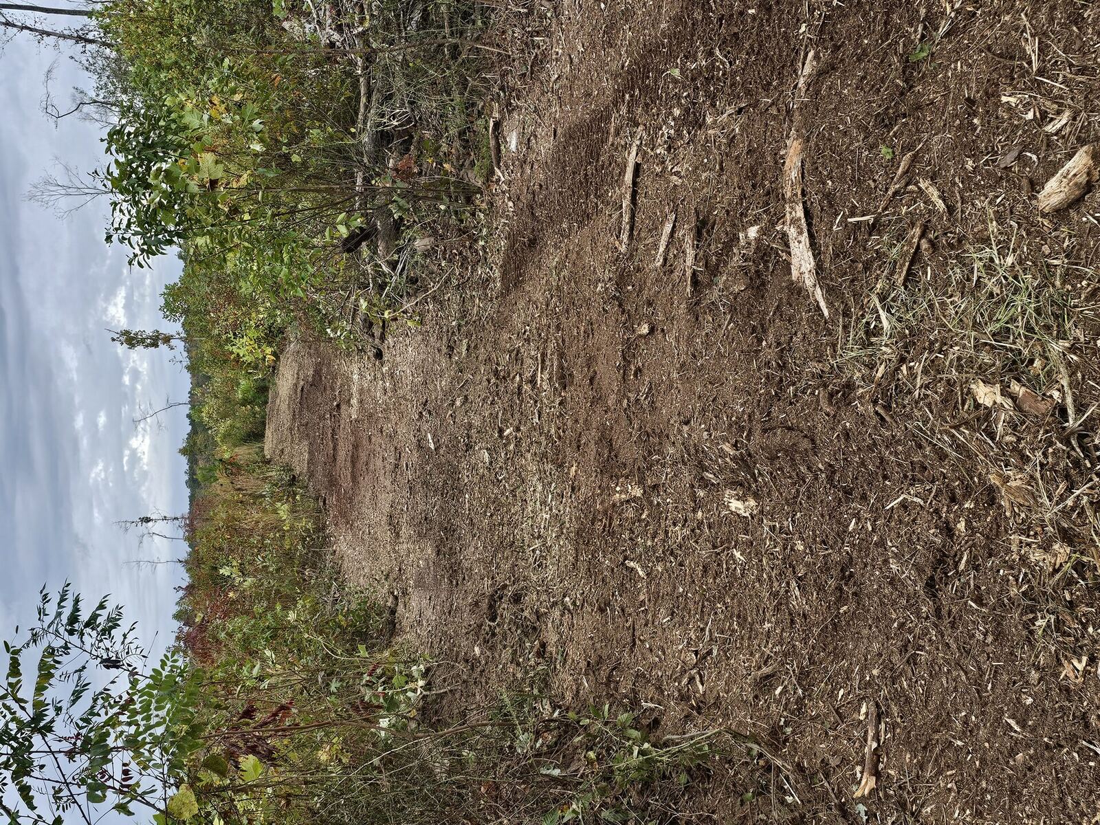 Forestry mulching on waterfront property in the Northern Neck of Virginia